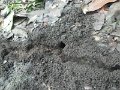 274 272 IMGP1906